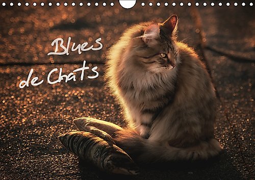 Stock image for Blues De Chats 2017: Des Chats Eleves Avec Le Blues Dans Le Sang ! (Calvendo Animaux) for sale by Revaluation Books