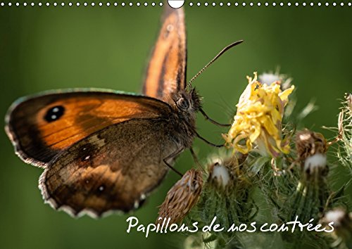 Stock image for Papillons De Nos Contrees 2017: Palette De Peintures De La Nature (Calvendo Animaux) for sale by Revaluation Books