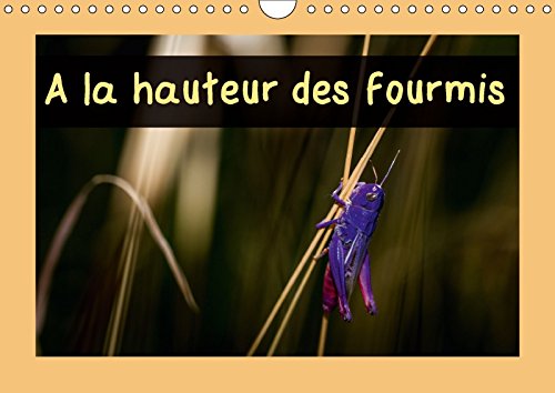 Stock image for A Hauteur Des Fourmis 2017: Calendrier Mensuel, 14 Pages Avec Des Macrophotographies D'insectes Des Pyrenees Orientales (Calvendo Animaux) for sale by Revaluation Books