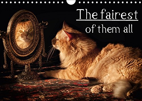 The Fairest of Them All 2018: Norwegian Forest Cats with the Muenster Blues in Their Blood! - Viktor Gross