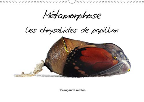 Stock image for Metamorphose les chrysalides de papillon 2020: Macrophotographie de chrysalides (Calvendo Nature) for sale by Revaluation Books