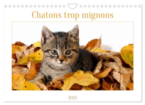 Stock image for Chatons trop mignons (Calendrier mural 2025 DIN A4 vertical), CALVENDO calendrier mensuel for sale by BuchWeltWeit Ludwig Meier e.K.