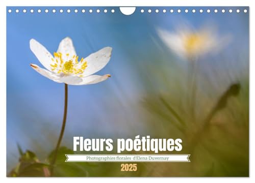 Stock image for Fleurs potiques (Calendrier mural 2025 DIN A4 vertical), CALVENDO calendrier mensuel for sale by BuchWeltWeit Ludwig Meier e.K.