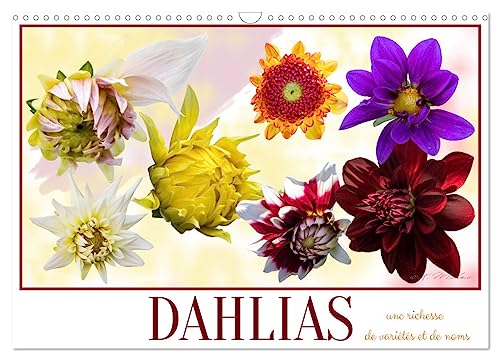 Stock image for DAHLIAS une richesse de varits et de noms (Calendrier mural 2025 DIN A3 vertical), CALVENDO calendrier mensuel for sale by BuchWeltWeit Ludwig Meier e.K.