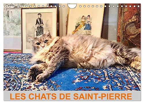 9781325883219: LES CHATS DE SAINT-PIERRE (Calendrier mural 2024 DIN A4 vertical), CALVENDO calendrier mensuel: Les chats de gouttire en mode survie