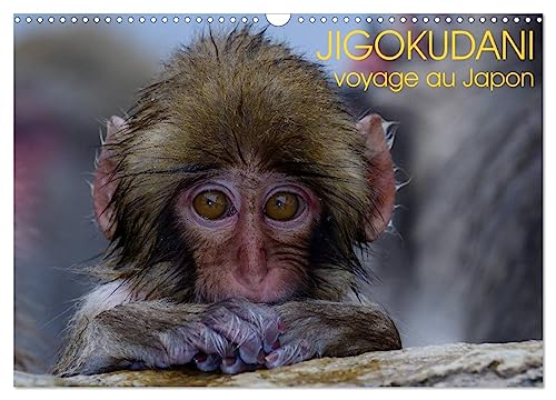 9781325896257: JIGOKUDANI voyage au Japon (Calendrier mural 2024 DIN A3 vertical), CALVENDO calendrier mensuel: Un voyage  travers de magnifiques portraits de macaques japonais