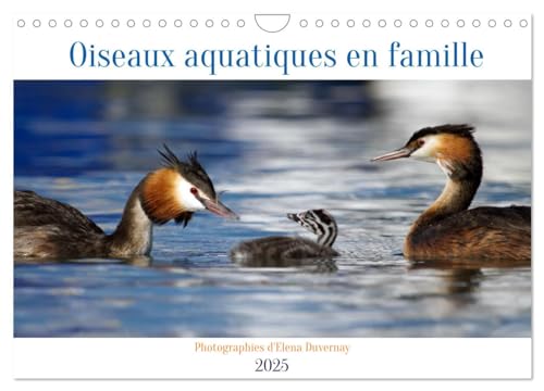 Stock image for Oiseaux aquatiques en famille (Calendrier mural 2025 DIN A4 vertical), CALVENDO calendrier mensuel for sale by BuchWeltWeit Ludwig Meier e.K.