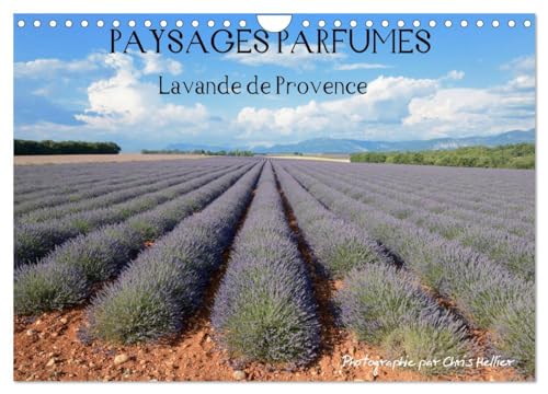 Beispielbild fr Paysages parfums - Lavende de Provence (Calendrier mural 2025 DIN A4 vertical), CALVENDO calendrier mensuel zum Verkauf von BuchWeltWeit Ludwig Meier e.K.