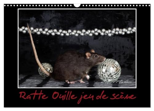 Stock image for Ratte Ouille jeu de scne (Calendrier mural 2025 DIN A3 vertical), CALVENDO calendrier mensuel : Petite ratte en spectacle. for sale by AHA-BUCH GmbH