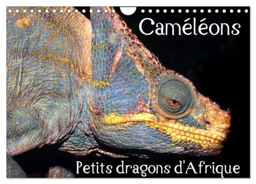9781325954483: Camlons - Petits dragons d'Afrique. (Calendrier mural 2025 DIN A4 vertical), CALVENDO calendrier mensuel: Douze portraits extraordinaires des plus surprenantes espces de camlons.