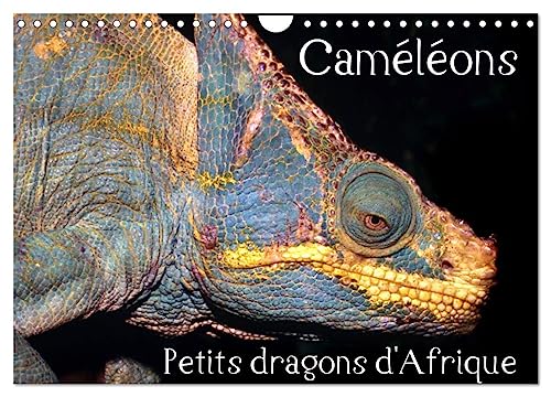 Stock image for Camlons - Petits dragons d'Afrique. (Calendrier mural 2025 DIN A4 vertical), CALVENDO calendrier mensuel for sale by BuchWeltWeit Ludwig Meier e.K.