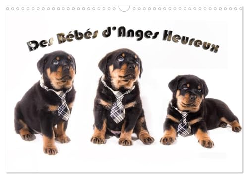 9781325954759: Des Bbs d'Anges Heureux (Calendrier mural 2025 DIN A3 vertical), CALVENDO calendrier mensuel: Le Rottweiler, race canine de toute beaut, impressionnant, il est surtout une boule de poil  aimer.