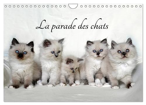 Stock image for La parade des chats (Calendrier mural 2025 DIN A4 vertical), CALVENDO calendrier mensuel for sale by BuchWeltWeit Ludwig Meier e.K.