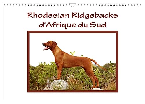 Stock image for Rhodesian Ridgebacks d'Afrique du Sud (Calendrier mural 2025 DIN A3 vertical), CALVENDO calendrier mensuel for sale by BuchWeltWeit Ludwig Meier e.K.