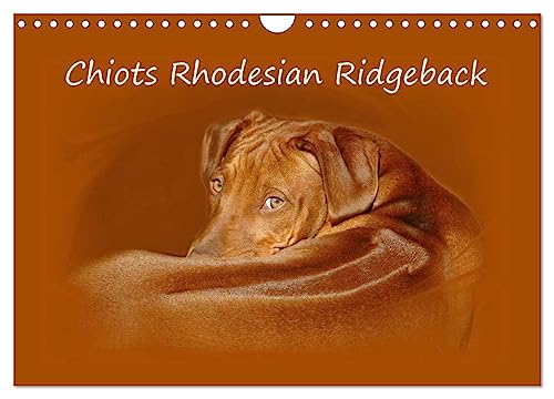 Stock image for Chiots Rhodesian Ridgeback (Calendrier mural 2025 DIN A4 vertical), CALVENDO calendrier mensuel for sale by BuchWeltWeit Ludwig Meier e.K.