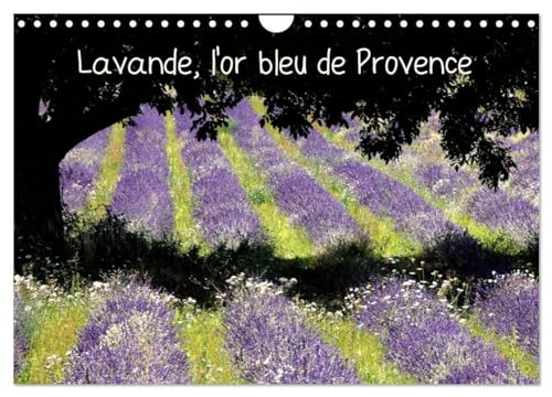 Stock image for Lavande, l'or bleu de Provence (Calendrier mural 2025 DIN A4 vertical), CALVENDO calendrier mensuel for sale by BuchWeltWeit Ludwig Meier e.K.