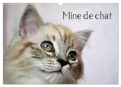 Stock image for Mine de chat (Calendrier mural 2025 DIN A3 vertical), CALVENDO calendrier mensuel for sale by BuchWeltWeit Ludwig Meier e.K.