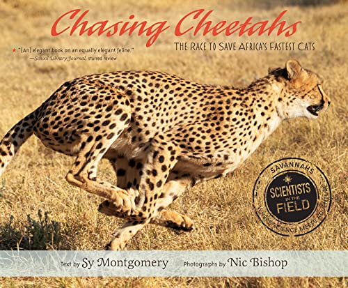 Stock image for Chasing Cheetahs: The Race to Save Africa's Fastest Cat (Scientists in the Field Series) for sale by HPB Inc.