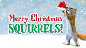 Stock image for Merry Christmas Squirrels! for sale by Gulf Coast Books