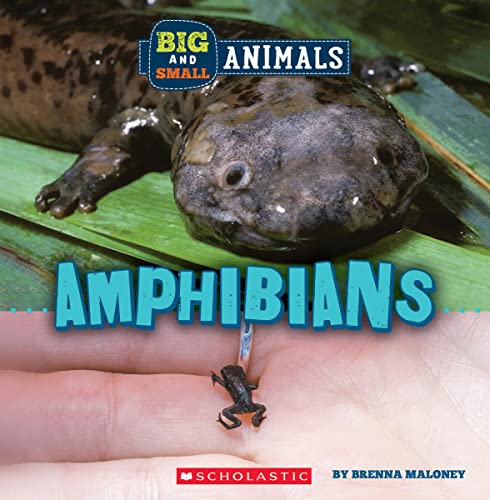 Beispielbild fr Amphibians (Wild World: Big and Small Animals) zum Verkauf von GF Books, Inc.