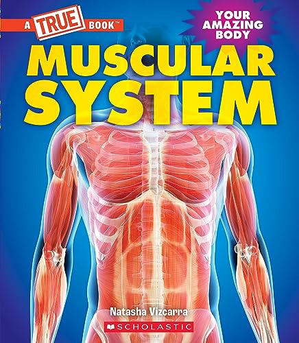 Stock image for Muscular System (A True Book: Your Amazing Body) for sale by Blackwell's