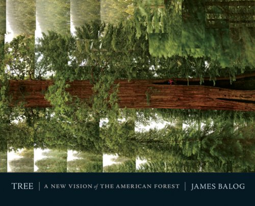 Beispielbild fr Tree : A New Vision of the American Forest zum Verkauf von Better World Books