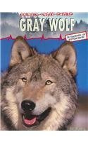 Gray Wolf: 0 (ANIMALS UNDER THREAT) (9781403456908) by Bailey, Jill