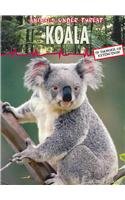 Beispielbild fr Koala: 0 (Animals Under Threat) zum Verkauf von SecondSale