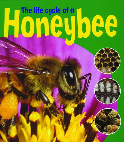 Stock image for The Life Cycle of a Honeybee for sale by Better World Books