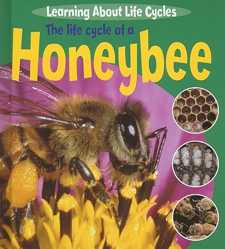 9781404237131: The Life Cycle of a Honeybee (Learning About Life Cycles)