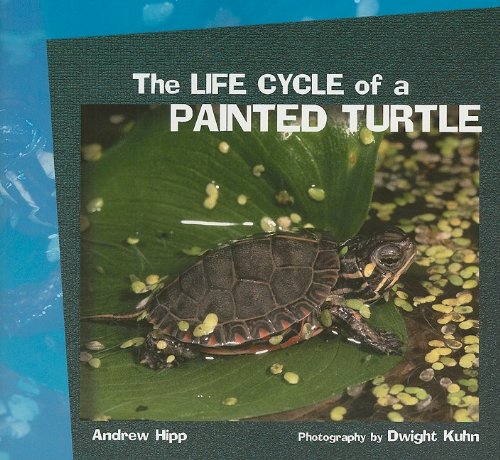 9781404252073: The Life Cycle of a Painted Turtle (Focus on Science)