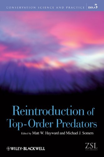 Imagen de archivo de Reintroduction of Top-Order Predators Format: Paperback a la venta por INDOO