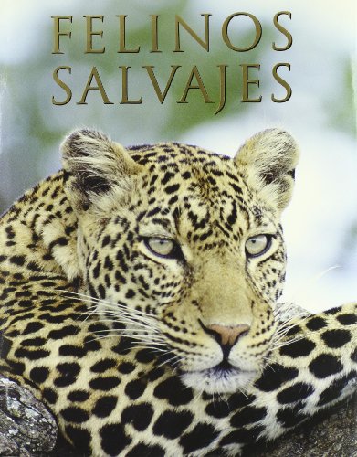 Stock image for Felinos salvajes for sale by Librera Dilogo