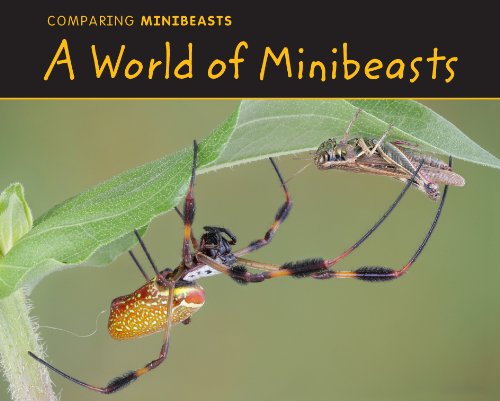 9781406229622: A World of Minibeasts