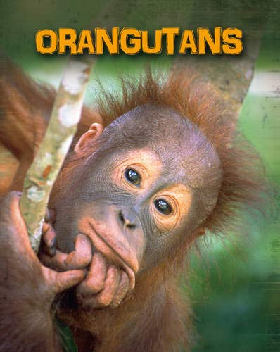 Beispielbild fr Orangutans (Living in the Wild: Primates) zum Verkauf von WorldofBooks