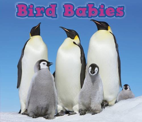 9781406259230: Bird Babies (Animal Babies)