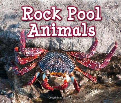 9781406280760: Rock Pool Animals (Animals in Their Habitats)