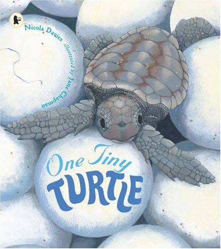 9781406311983: One Tiny Turtle