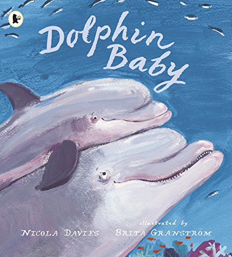 Stock image for Dolphin Baby (Nature Storybooks) for sale by WorldofBooks