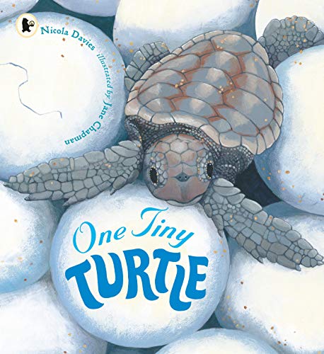 9781406364637: One Tiny Turtle