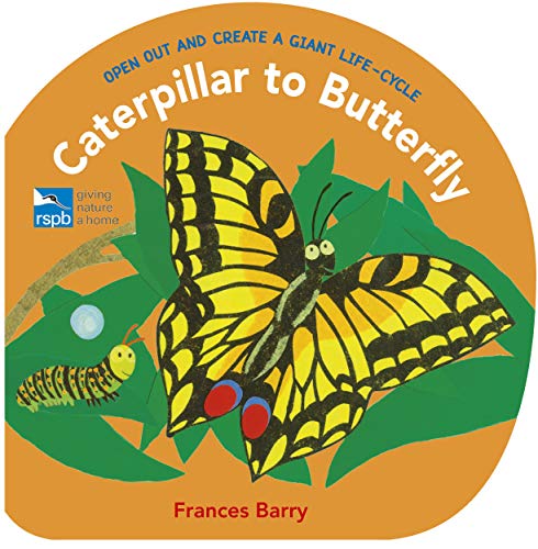 Stock image for Caterpillar to Butterfly: Open Out and Create a Giant Life-Cycle for sale by WorldofBooks