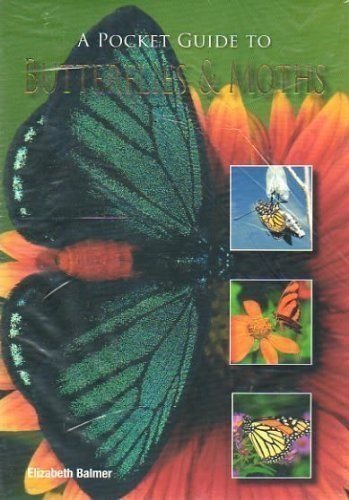 Imagen de archivo de A Pocket Guide to Butterflies & Moths a la venta por Gulf Coast Books