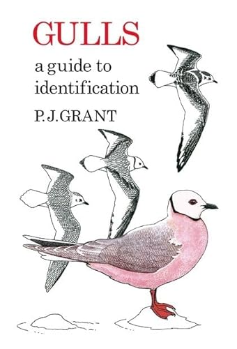 9781408138311: Gulls: A Guide to Identification. 2nd Edition (Poyser Monographs)