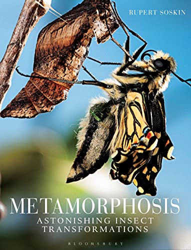 9781408173756: Metamorphosis: Astonishing insect transformations