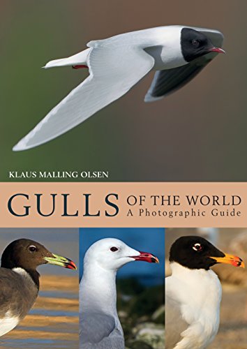 9781408181645: Gulls of the World: A Photographic Guide