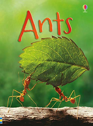 9781409581604: Ants (Beginners)