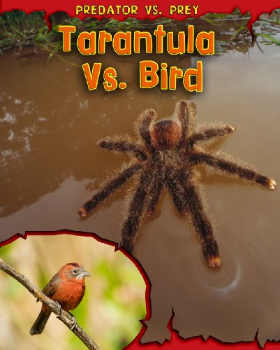 Beispielbild fr Tarantula vs. Bird (Read Me!: Predator Vs. Prey) zum Verkauf von ZBK Books