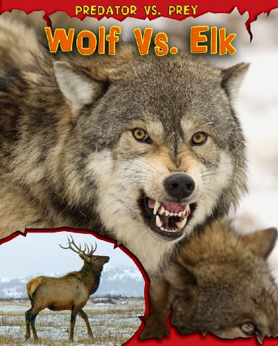 Stock image for Wolf vs. Elk for sale by ThriftBooks-Atlanta