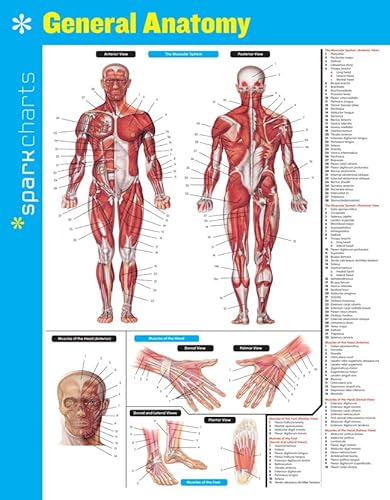 Stock image for General Anatomy SparkCharts (Volume 24) for sale by Goodwill of Colorado