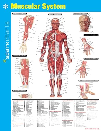 9781411470576: Sparkcharts Muscular System